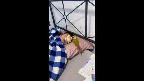 Parrots wake owner with loud calls in Tianjin, China