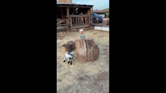 Boy gets knocked over by sheep while chasing lamb in Leeds, USA