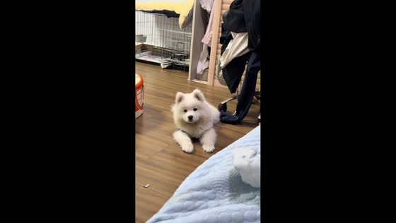 Dog cutely gets hiccups in Fujian, China