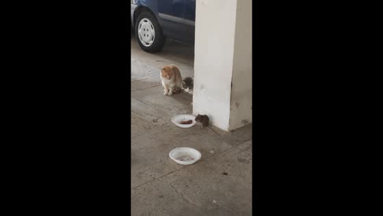 Unexpected dinner guest: cat's plate hijacked by a sneaky rat