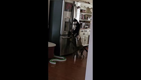 Cats attempt to open refrigerator in USA