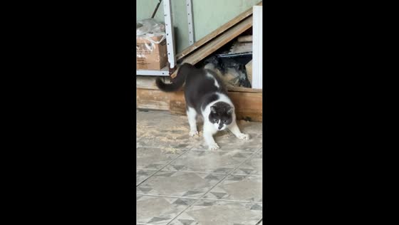 Dog and cat caught in soil mess in São Bernardo do Campo, Brazil