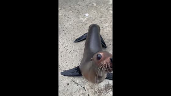 California sea lion reacts playfully to tourist in Hainan, China
