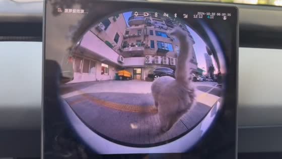 Stray cat marks car in the funniest way in Guangdong, China