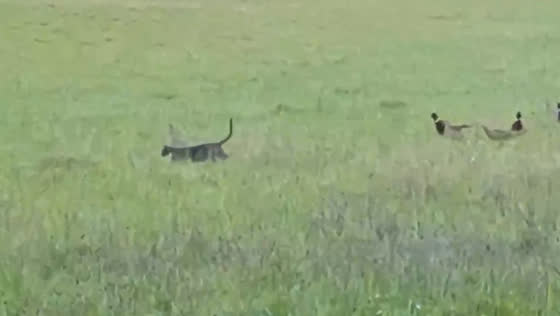 Cat and birds explore the grasslands of South Downs National Park