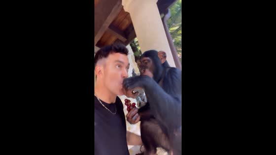 Limbani the chimpanzee shares grapes with caretaker Matt Dillon