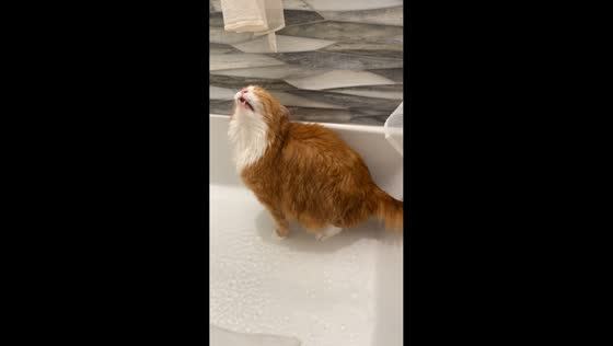 Cat enjoys a shower during bath prep in Lafayette, Indiana, United States