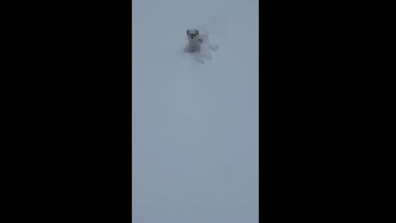 Rare glimpse of elusive ermine: snowy spectacle in Deer Valley, Utah