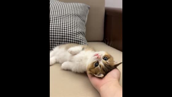 Munchkin cat gently follows owner’s hand gesture in Guangdong, China