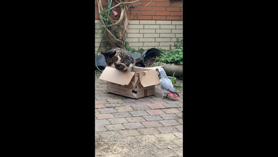 Cat startled by parrot in Nieuwegein, Netherlands