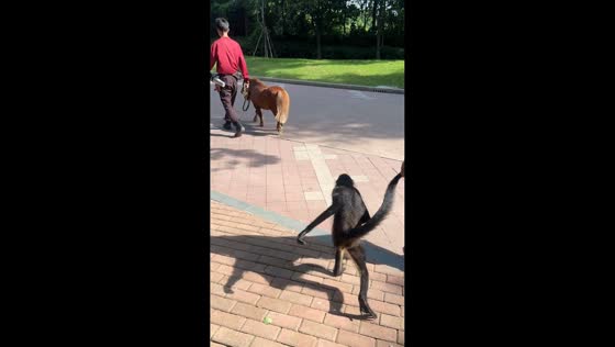 Spider monkey rides Shetland pony in Shanghai, China