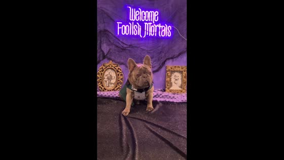 French Bulldog strikes perfect poses in Halloween photoshoot in New York, USA