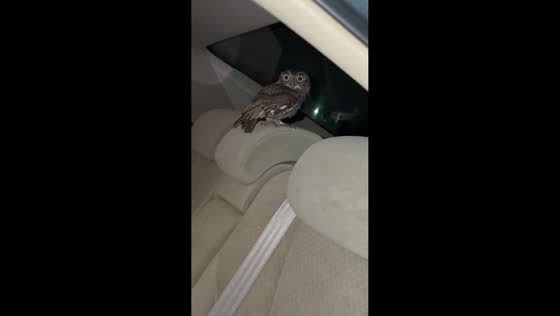 Owl flies into moving car and struggles to find its way out in Tampa, Florida