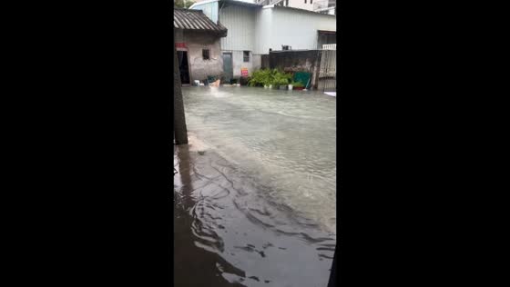 Dog happily runs through flooded backyard in Guangdong, China