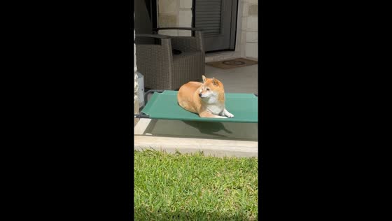 Shiba Inu relaxes and barks playfully outdoors in Austin, Texas, USA