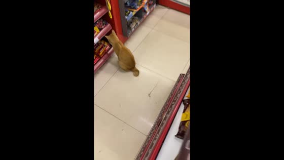 Cat in store fixated on shelf until patted