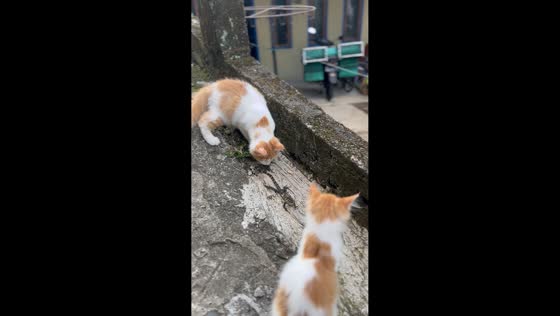 Kittens playfully corner lizard in Kabupaten, Indonesia