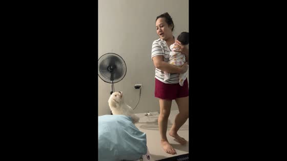 Dog follows owner wanting to be carried in General Santos, Philippines