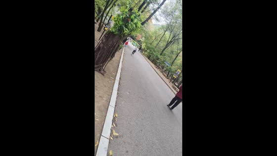 Golden Retriever startled by tree costume during walk in Liaoning, China