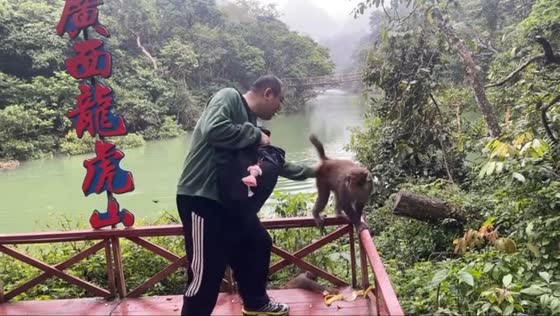 Monkey playfully asks for a spank in Guangxi, China