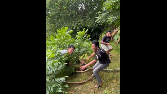 Person falls from tree after branch breaks in East Java