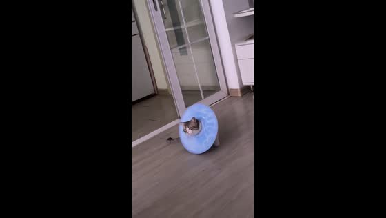 Cat amusingly relaxes while spinning recovery collar in Liaoning, China
