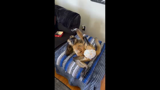Rescued spider monkey Dudley lounges at home in Gainesboro, Tennessee, USA