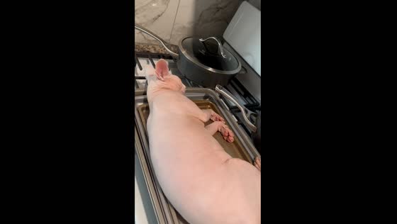 Bold feline behavior: 5.5-year-old Shini takes a stove siesta in Philadelphia