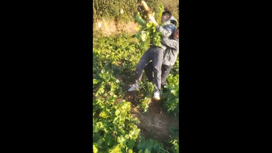 Hilarious struggle to uproot giant radish in Sichuan, China