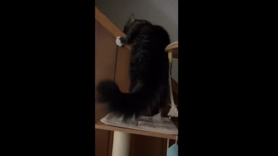 Playful cat ignores warning and slides down in Indianapolis