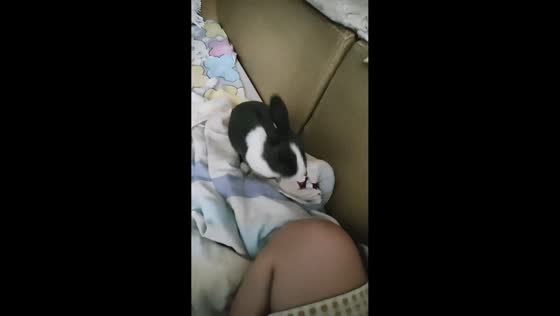 Pet rabbit spins playfully on bed in Shanxi, China