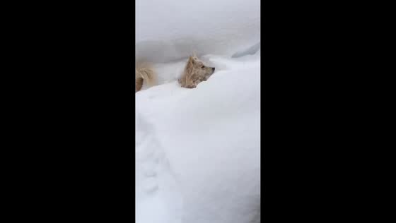 Dog joyfully dives into deep snow in Xinjiang, China