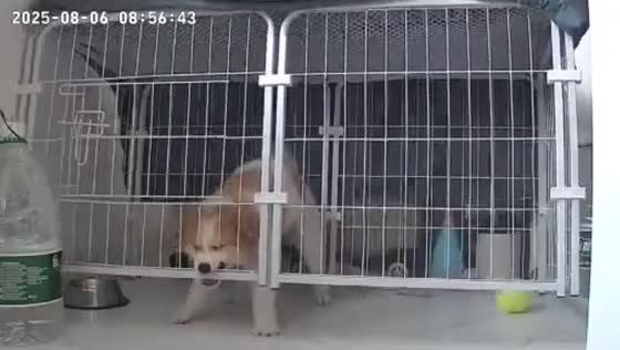 Clever puppy escapes cage after persistent struggle in Shanghai, China