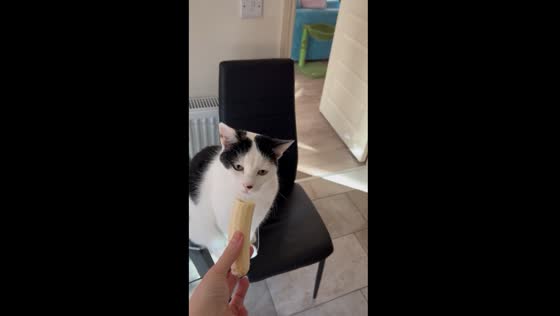 Cat's disinterest: feline rejects banana when offered