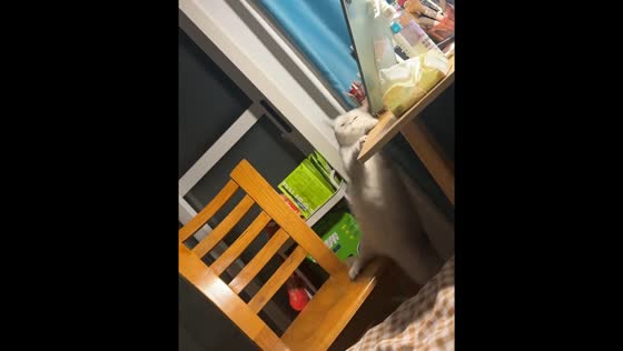 Cat falls off chair in Jiangsu, China