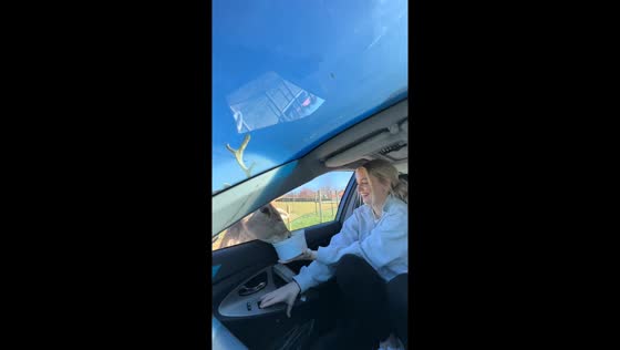 Feeding frenzy! hilarious drive-thru encounter with animals in Natural Bridge, USA