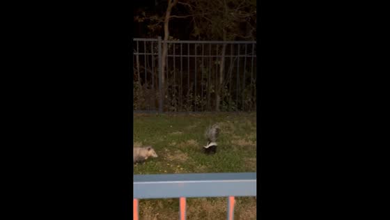 Skunk attacks opossum during balcony snack in Round Rock, USA