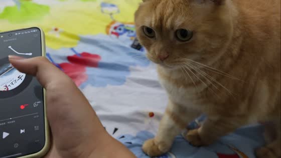 Pet cat playfully objects to music in Guangdong, China