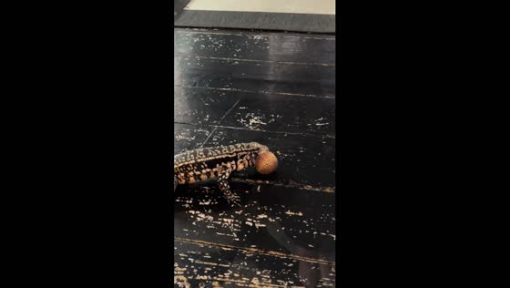 Lizard fetch: bean-chasing reptile fun!