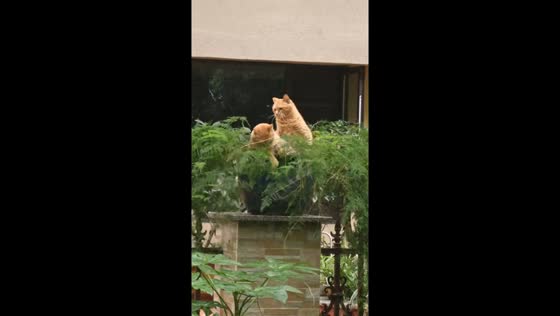 Cat fight breaks out on plant pot in Chongqing, China