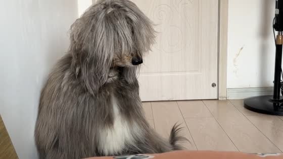  Long-haired komondor dog headbanging in Liaoning, China