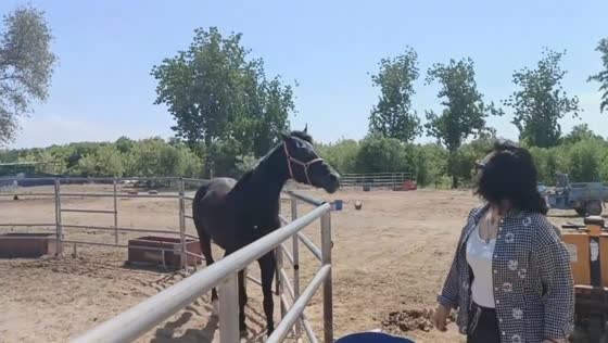 Horse playfully lunges toward camera in Hebei, China
