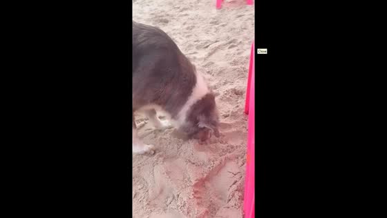 Dog buries food in the sand on a Phuket, Thailand