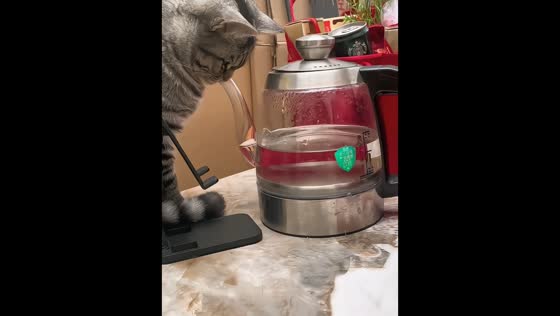 Curious cat turns kettle into a game in Henan, China