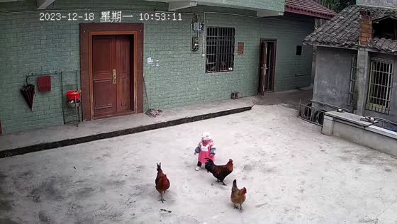 Toddler frightened during encounter with chicken in Guangdong, China