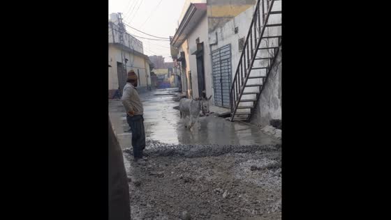 Donkey leaves footprints on freshly laid road in Attock, Pakistan