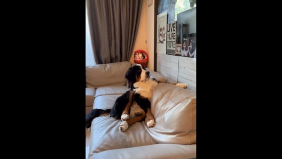 The adorable Bernese Mountain Dog who loves to sit like a human