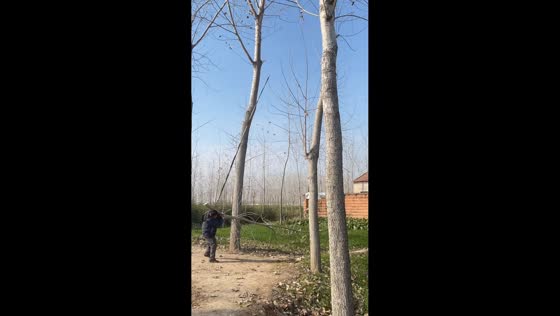 Tree branch unexpectedly falls during trimming mishap in Jiangsu, China