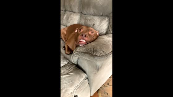 Dog's hilarious lip mishap on the sofa in West Virginia, USA