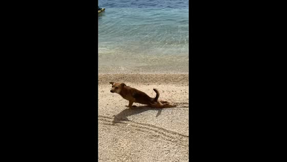 Dog plays a crawling prank in Guimaras Island, Philippines